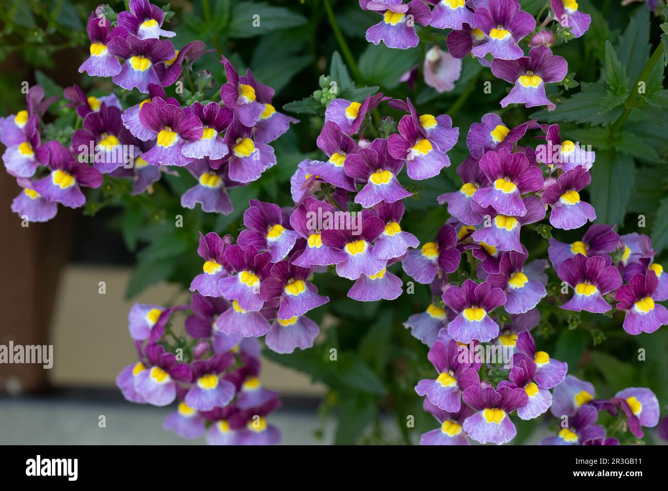Nemesia strumosa flowers in a garden Stock Photo