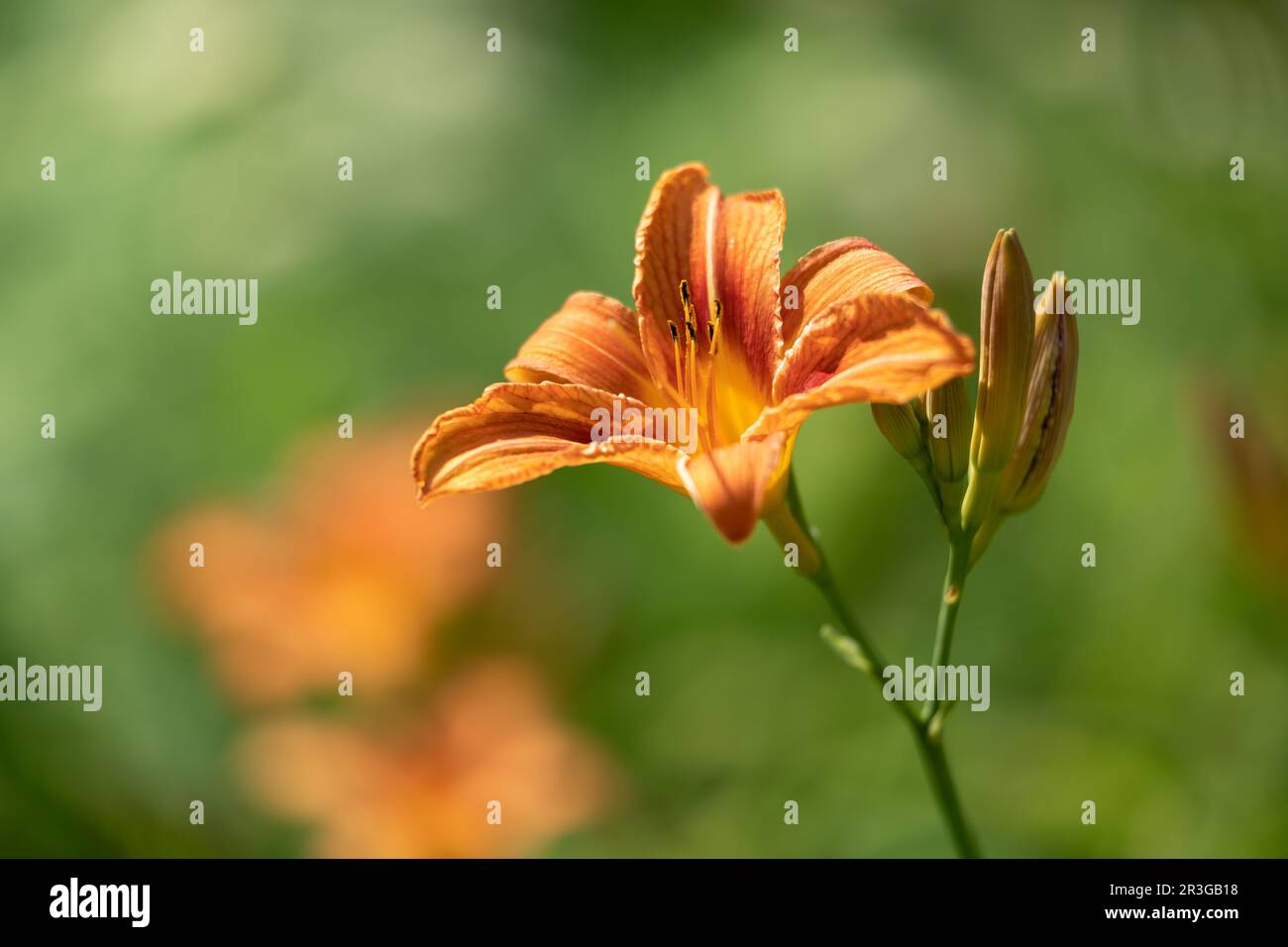 Orange Hemerocallis flowers in a garden Stock Photo