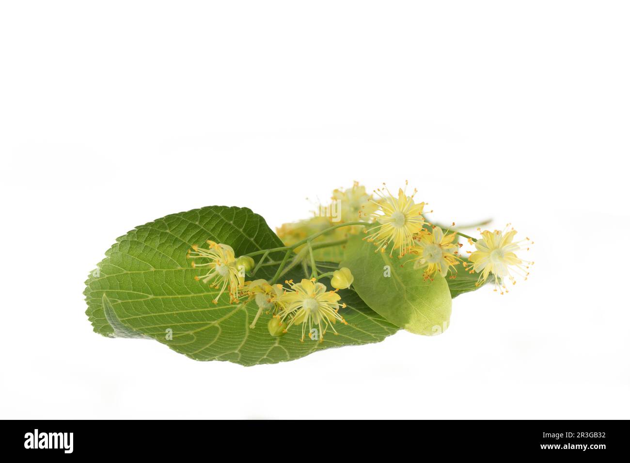 Lime blossoms with leafs isolated on white Stock Photo