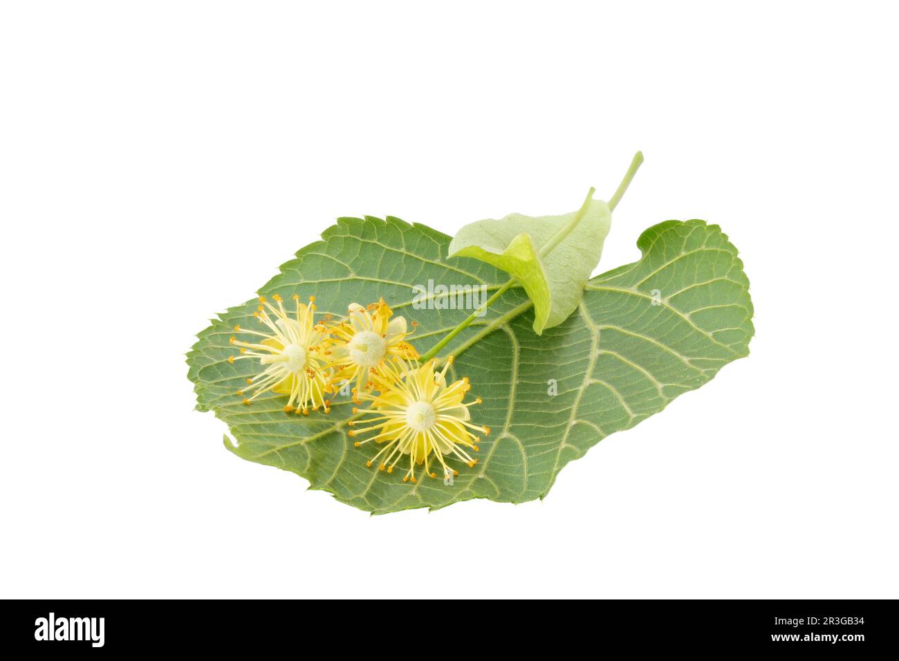 Lime blossoms with leafs isolated on white Stock Photo