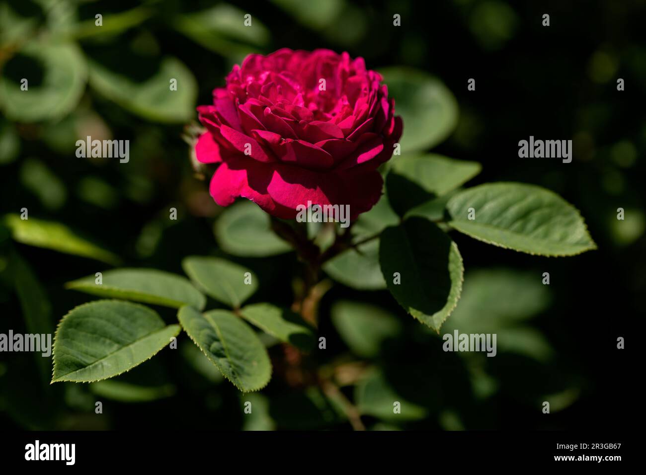 Single red rose (Rosa) in a garden Stock Photo