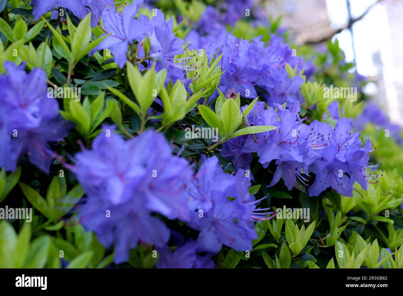An amazing, low-growing evergreen shrub that blooms with blue flowers in the spring. It thrives in sunny areas. It is classified as a dwarf rhododendron. Very small leaves Rhododendron blue diamond Stock Photo