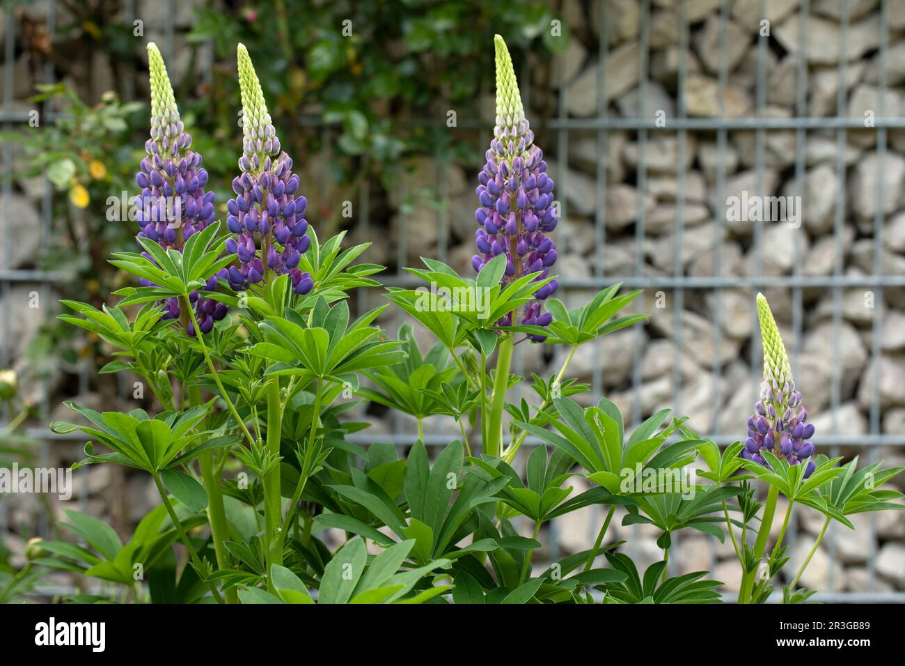Blooming Lupinus plant in a garden Stock Photo