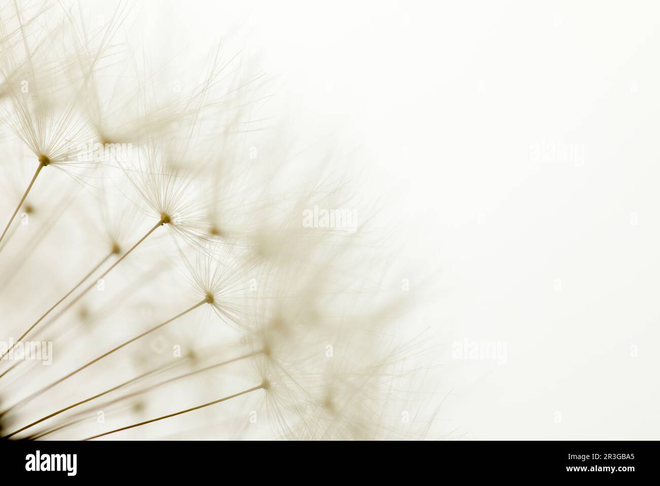 Delicate dandelion seeds, macro shot Stock Photo
