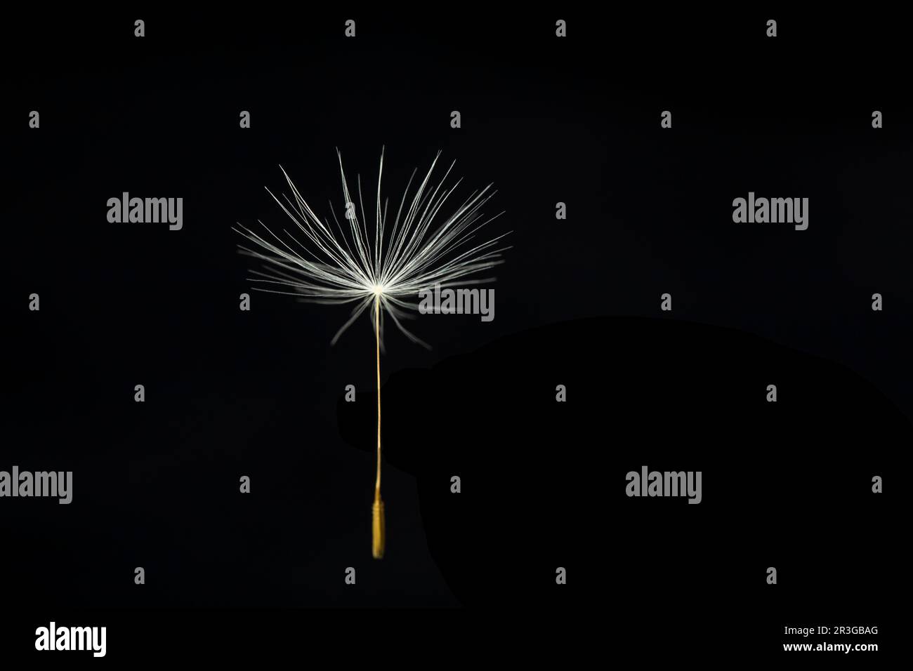 Single Dandelion seed on black background Stock Photo