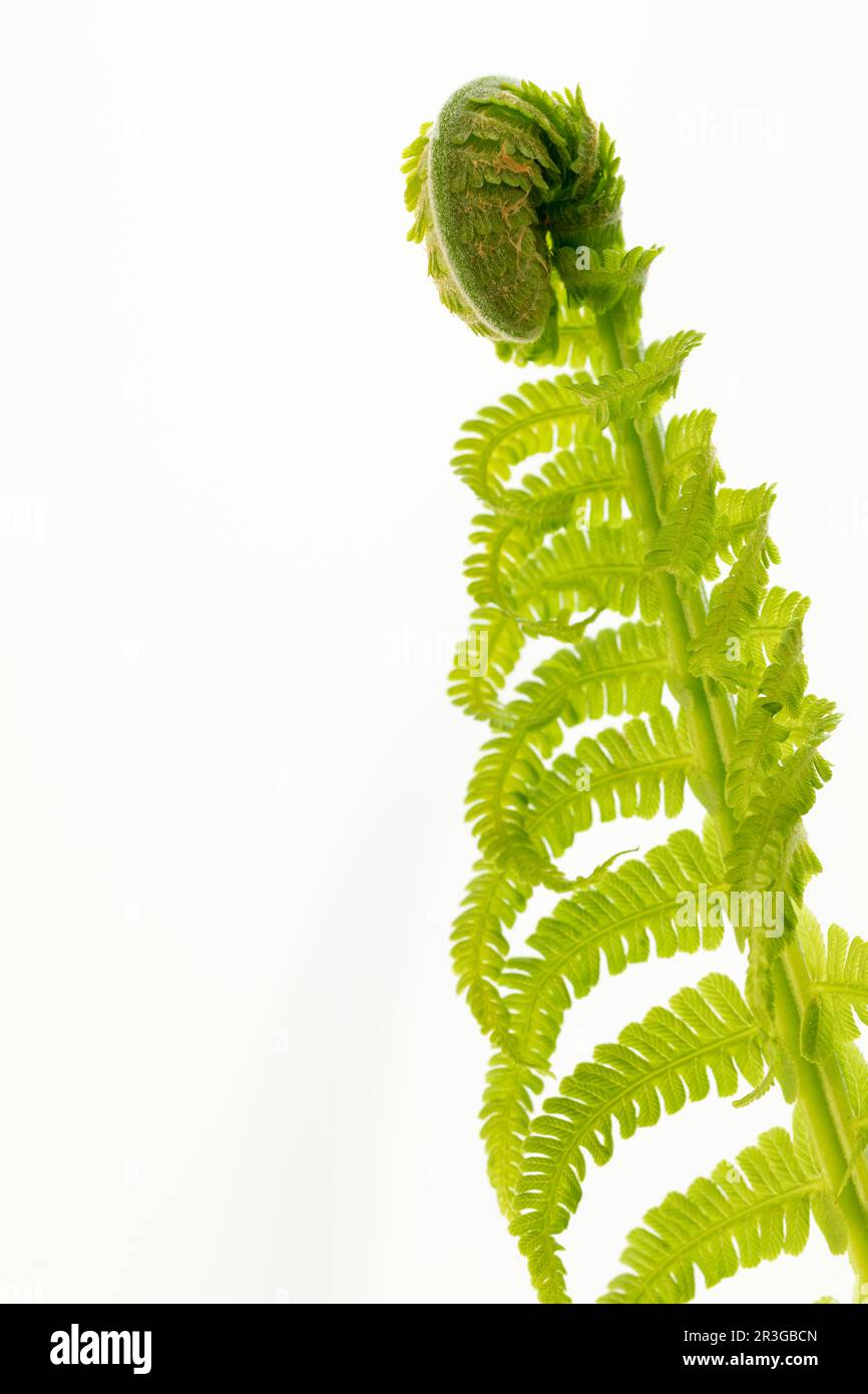 Single young fern leaf on white Stock Photo