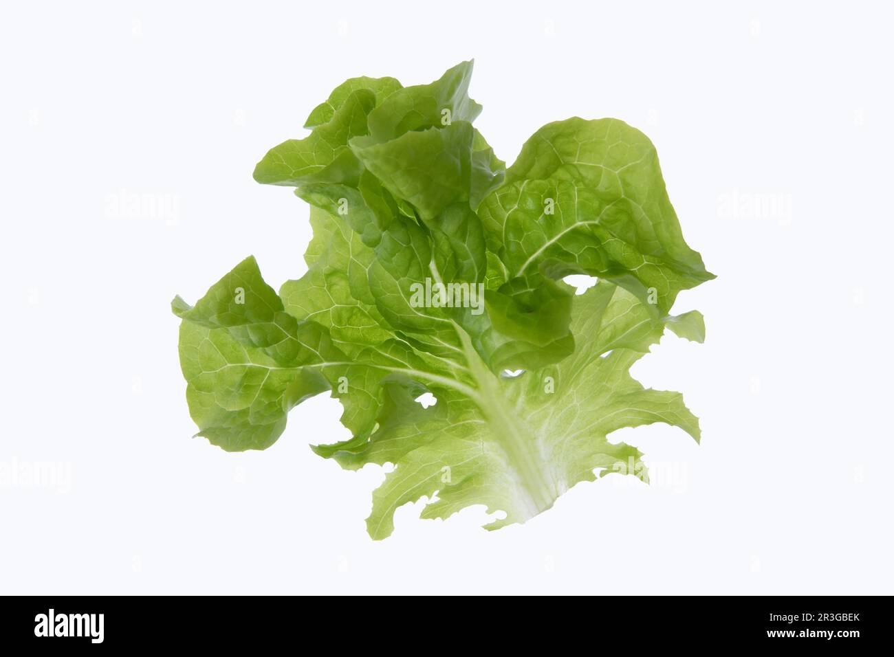 Single lettuce leaf on white background Stock Photo
