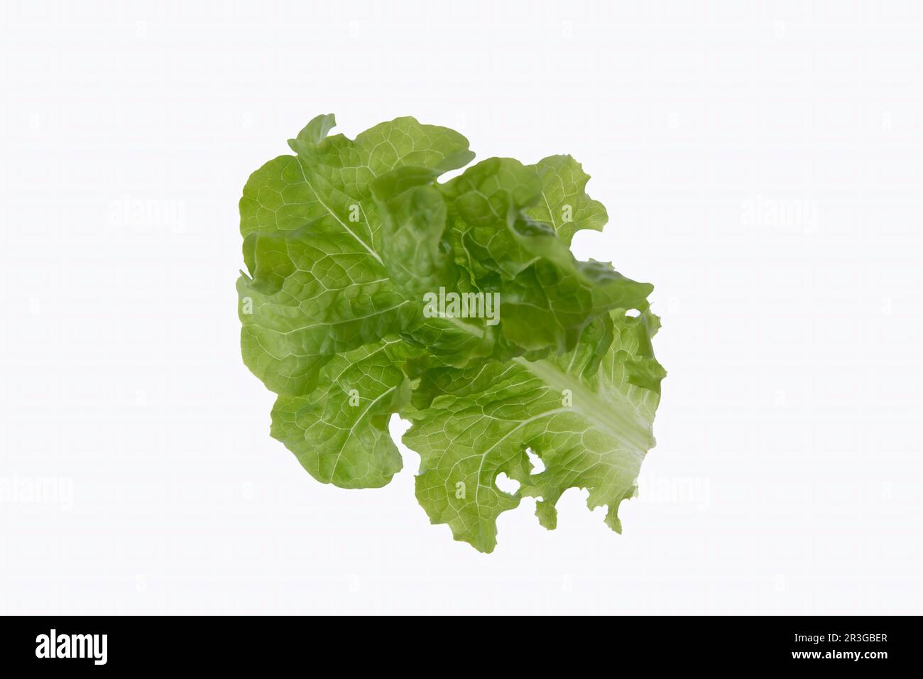 Single lettuce leaf on white background Stock Photo