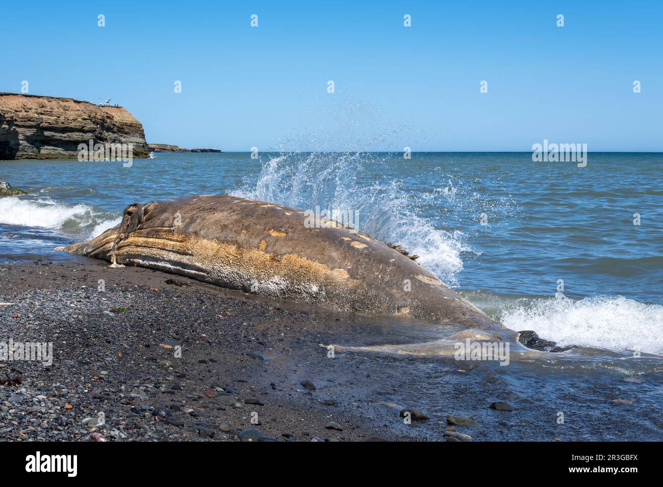 The carcass of a young humpback whale wased up on shore near Glace Bay Nova Scotia.  There are concerns regarding the number of dead whales washing up Stock Photo