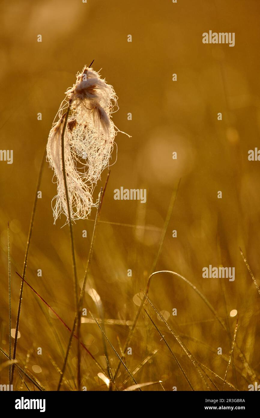 German bog cotton Stock Photo Alamy