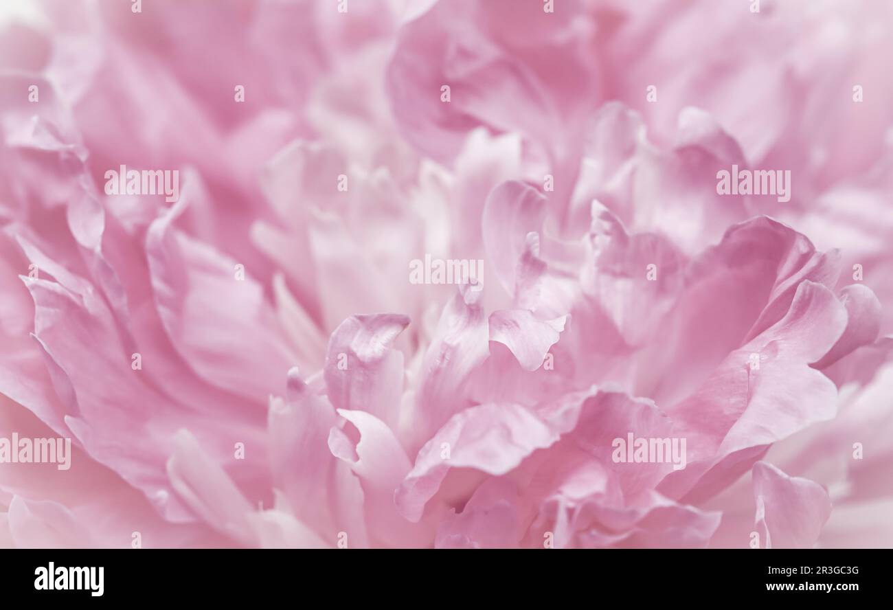 Pink peony flower petals. Soft focus. Abstract floral background for holiday brand design Stock Photo