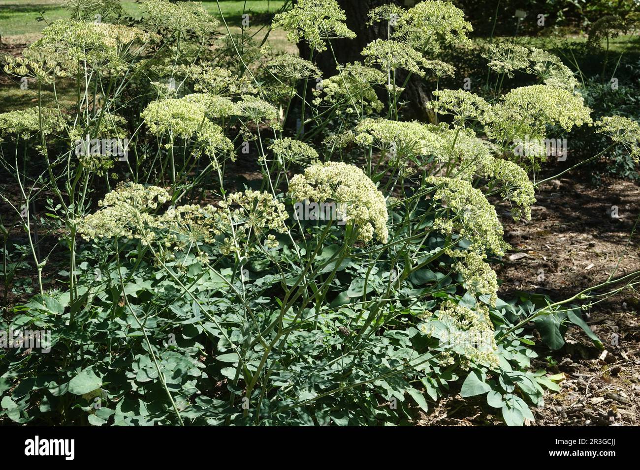 Pleurospermum austriacum Stock Photo