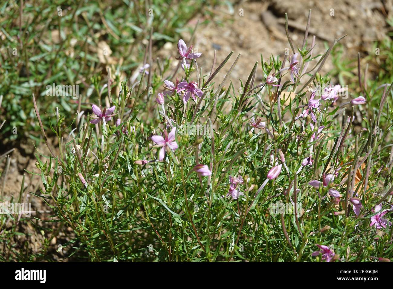 Epilobium fleischeri, alpine willowherb Stock Photo