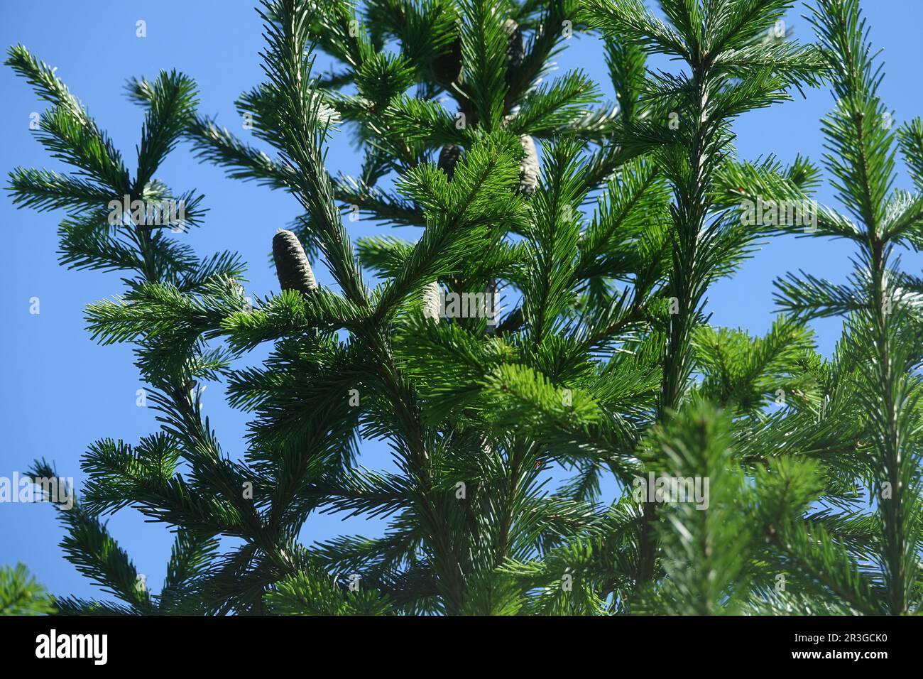 Abies sibirica, Siberian fir Stock Photo