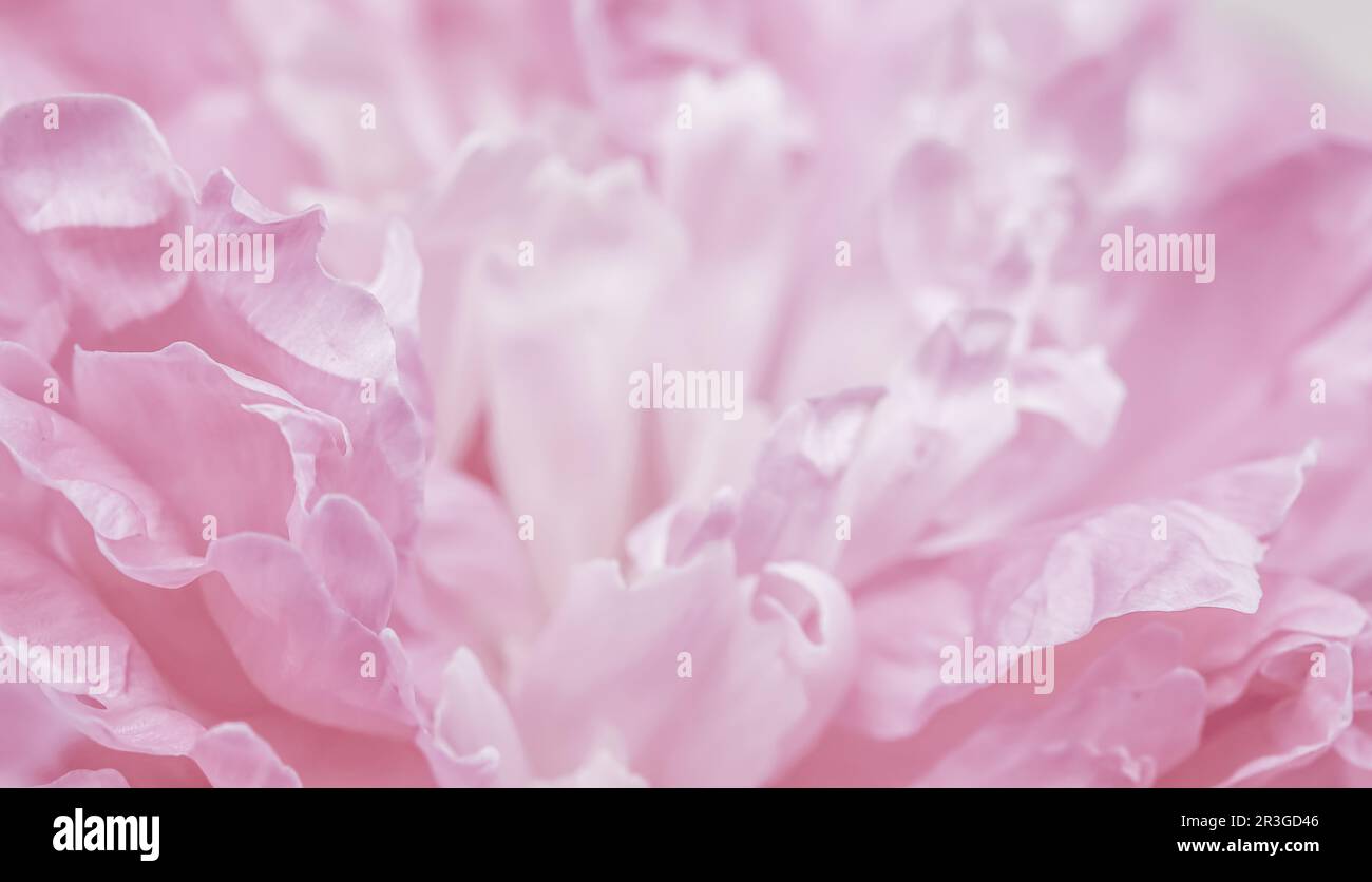 Pink peony flower petals. Soft focus. Abstract floral background for holiday brand design Stock Photo