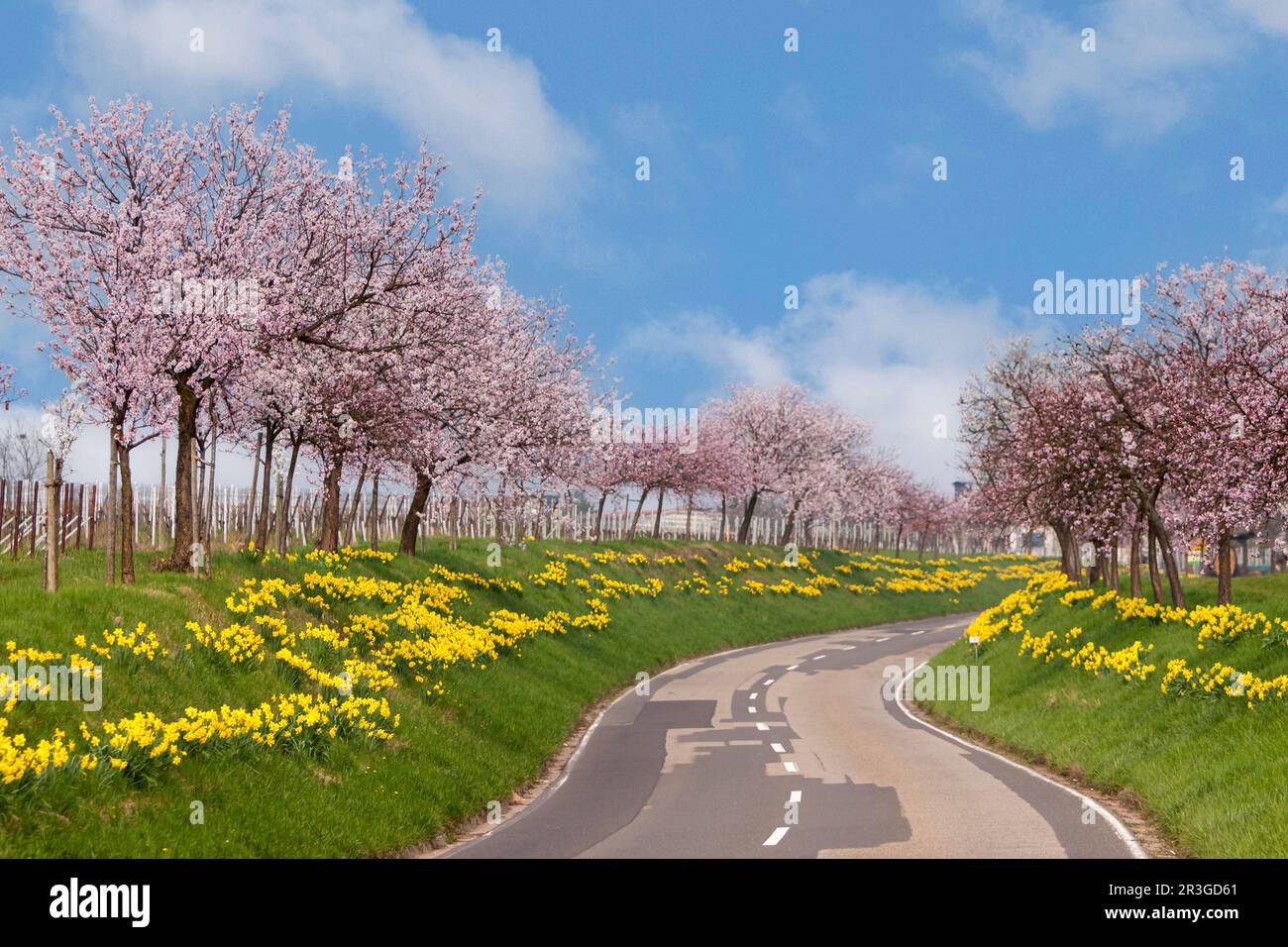 Flowering almond trees Stock Photo