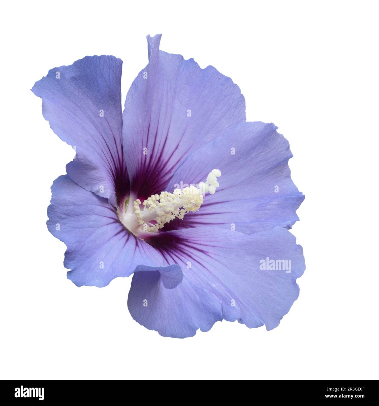 Single Hibiscus flower isolated on white background Stock Photo