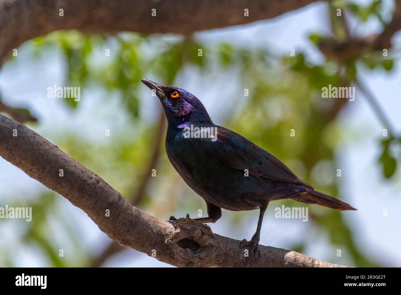 Red-shouldered Glossy Starling (Lamprotornis nitens), Etosha, Namibia Stock Photo