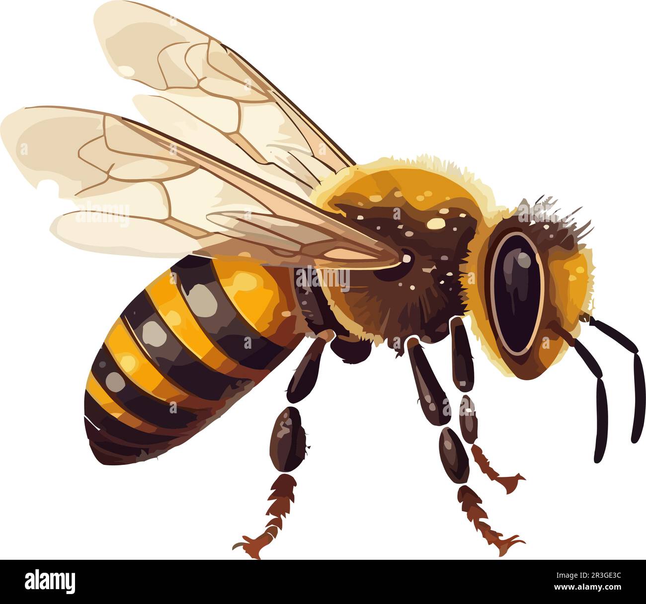 bee insect on white background Stock Vector Image & Art - Alamy