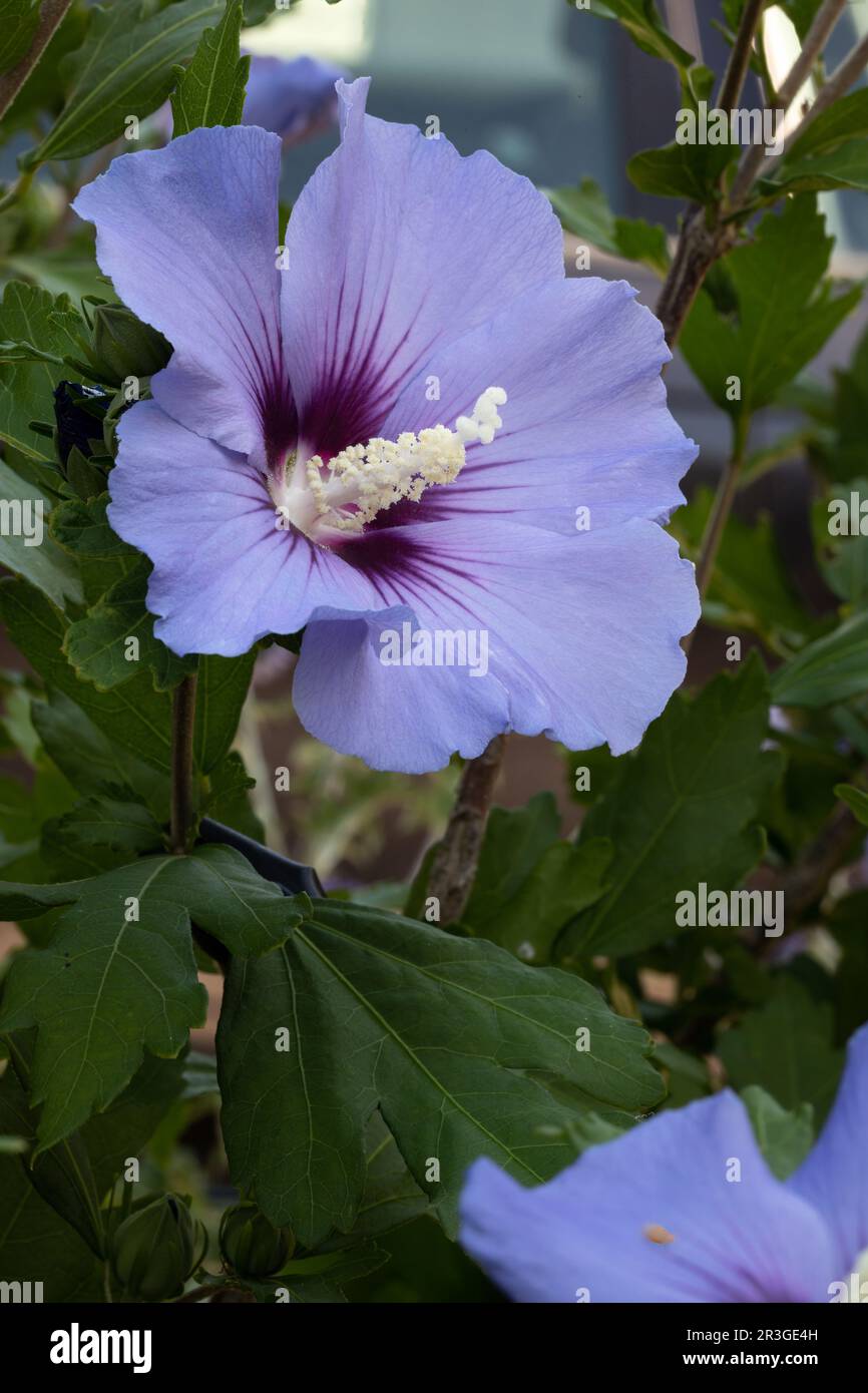 Single Hibiscus flower in the garden Stock Photo