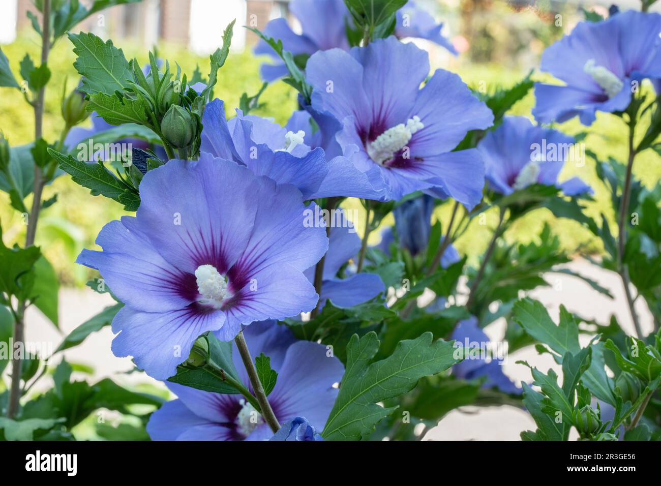 Two Hibiscus flowers in the garden Stock Photo