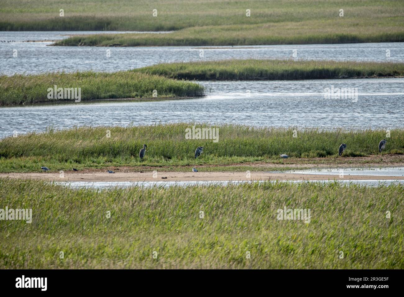 Colony of gray herons Stock Photo