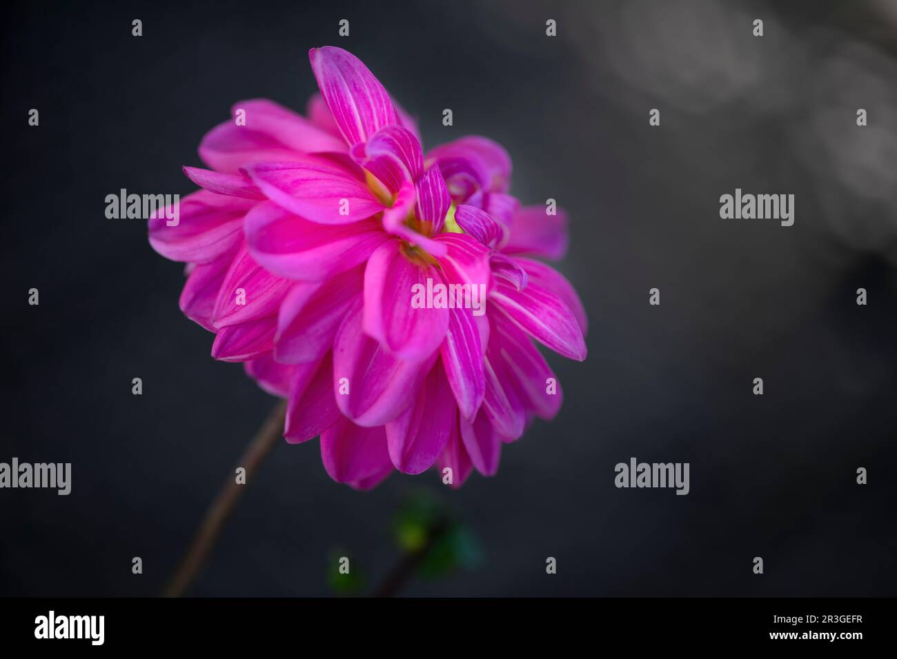 Single dhalia flower in thge garden Stock Photo