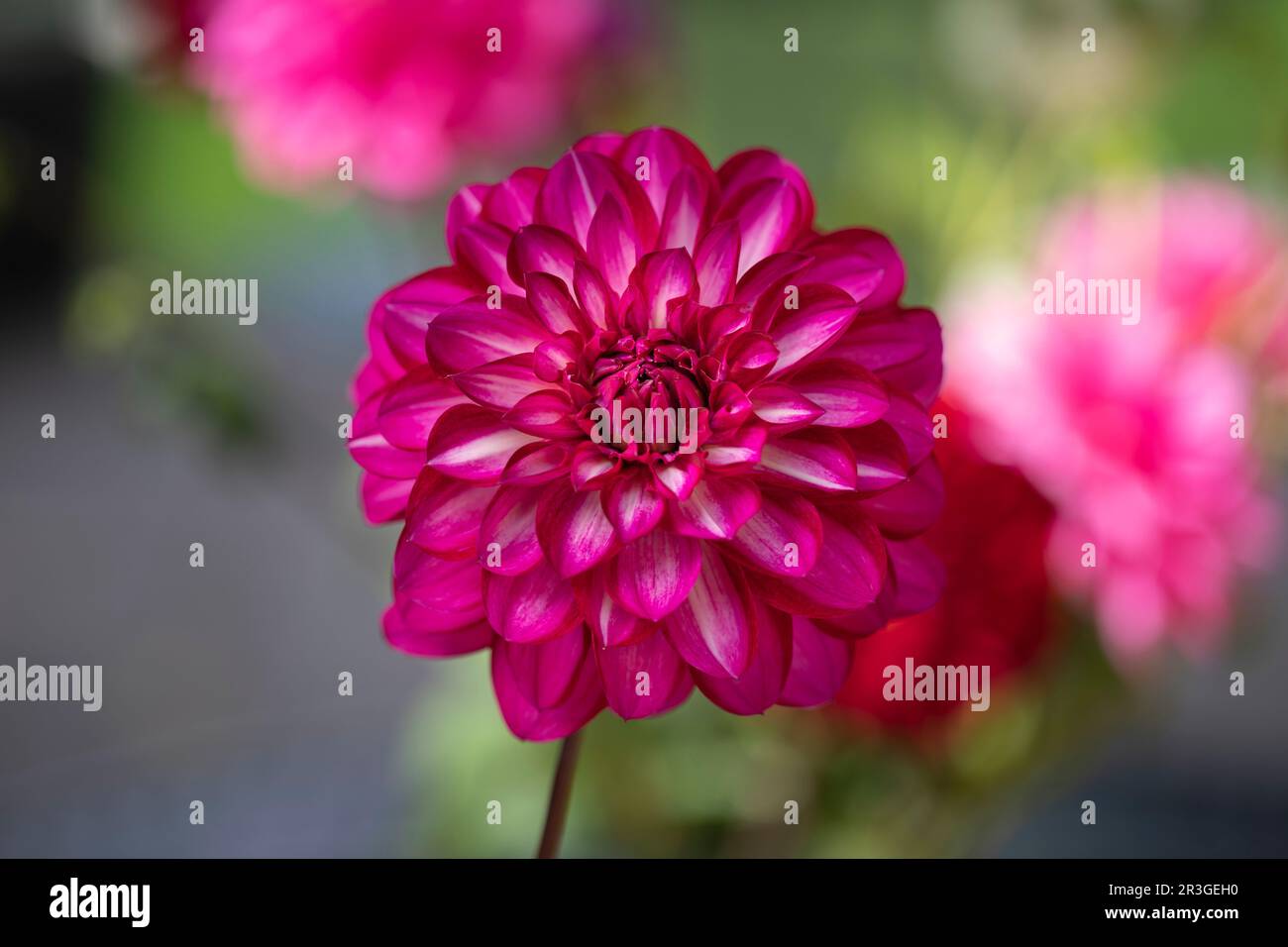 Single dhalia flower in thge garden Stock Photo