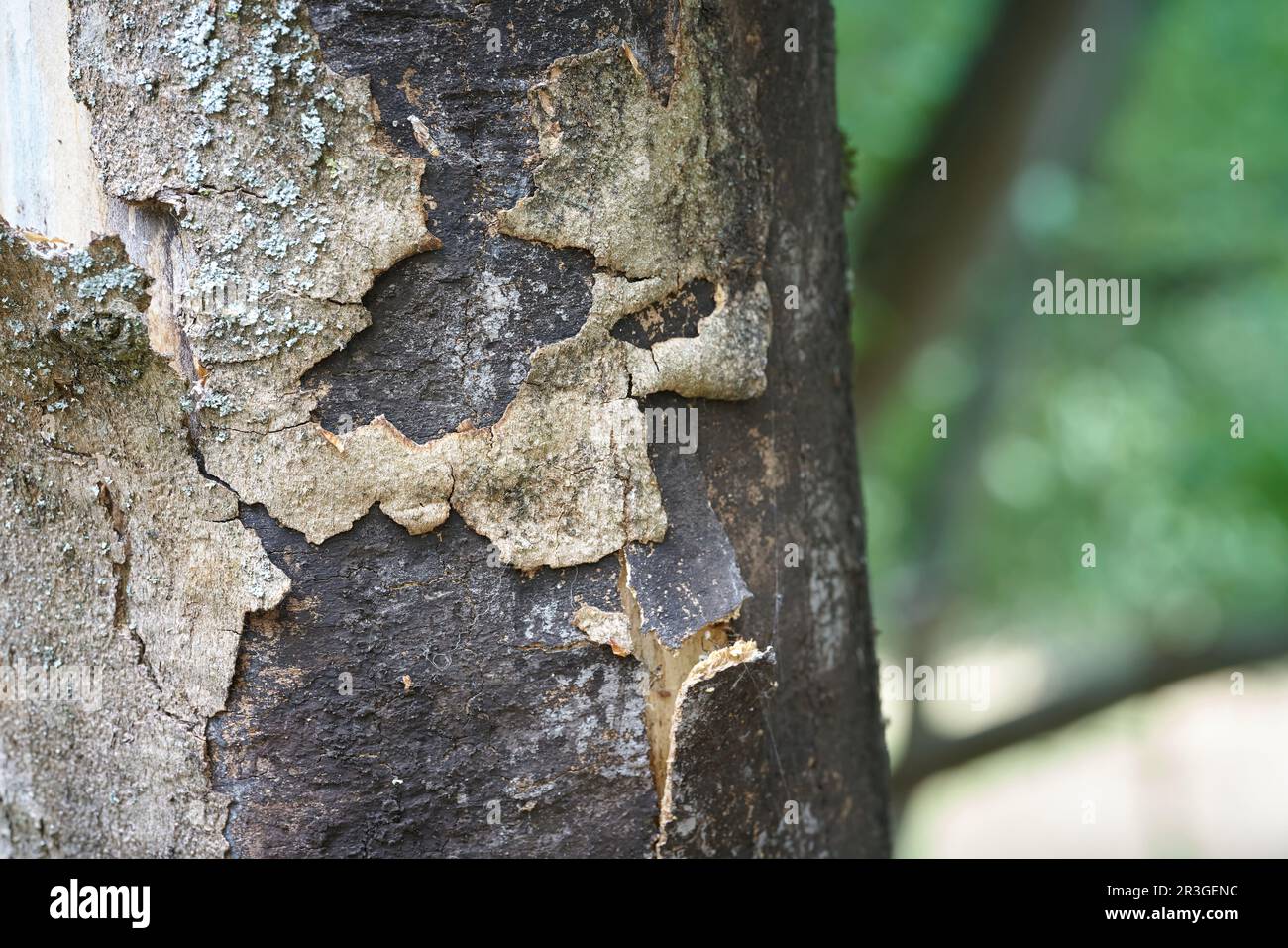 Dead sycamore maple with symptoms of sooty bark disease caused by the fungus Cryptostroma corticale Stock Photo