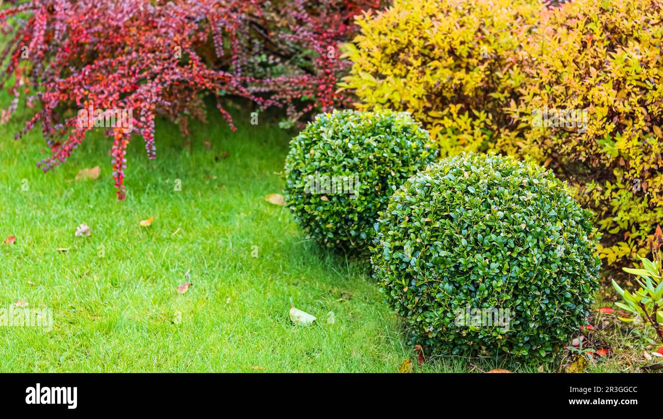 Landscape garden design with green lawn, colorful ornamental shrubs and shaped boxwoods in autumn Stock Photo