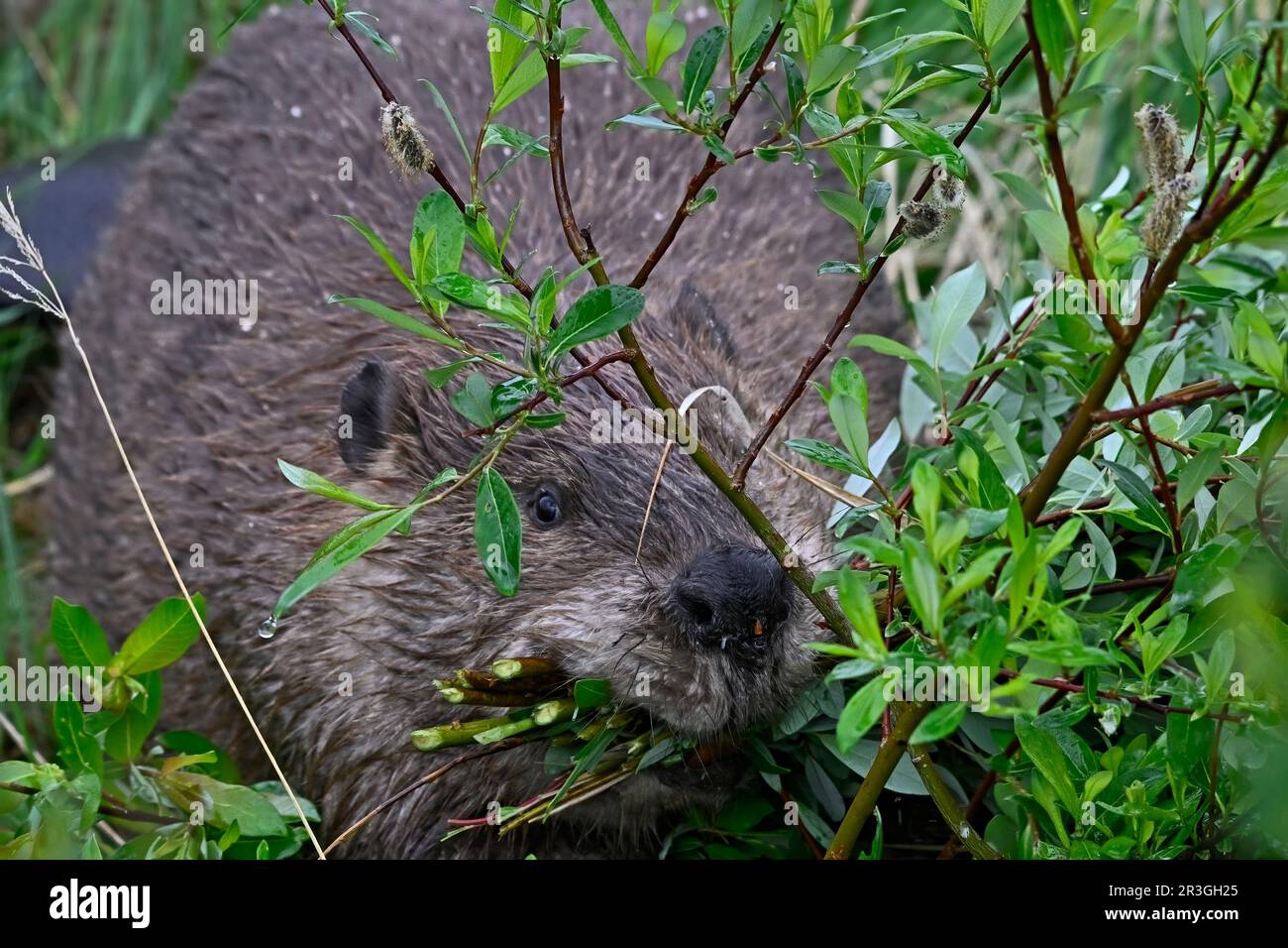 A close up image of a wild beaver, Castor canadensis,  gathering a mouthful of willow saplings to take back to his lodge for lunch. Stock Photo