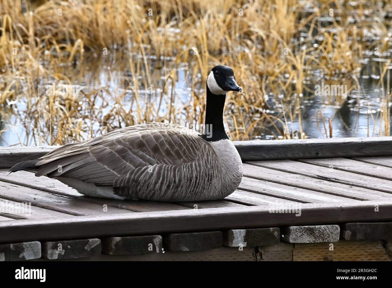 Canada geese can you eat lobster cheap