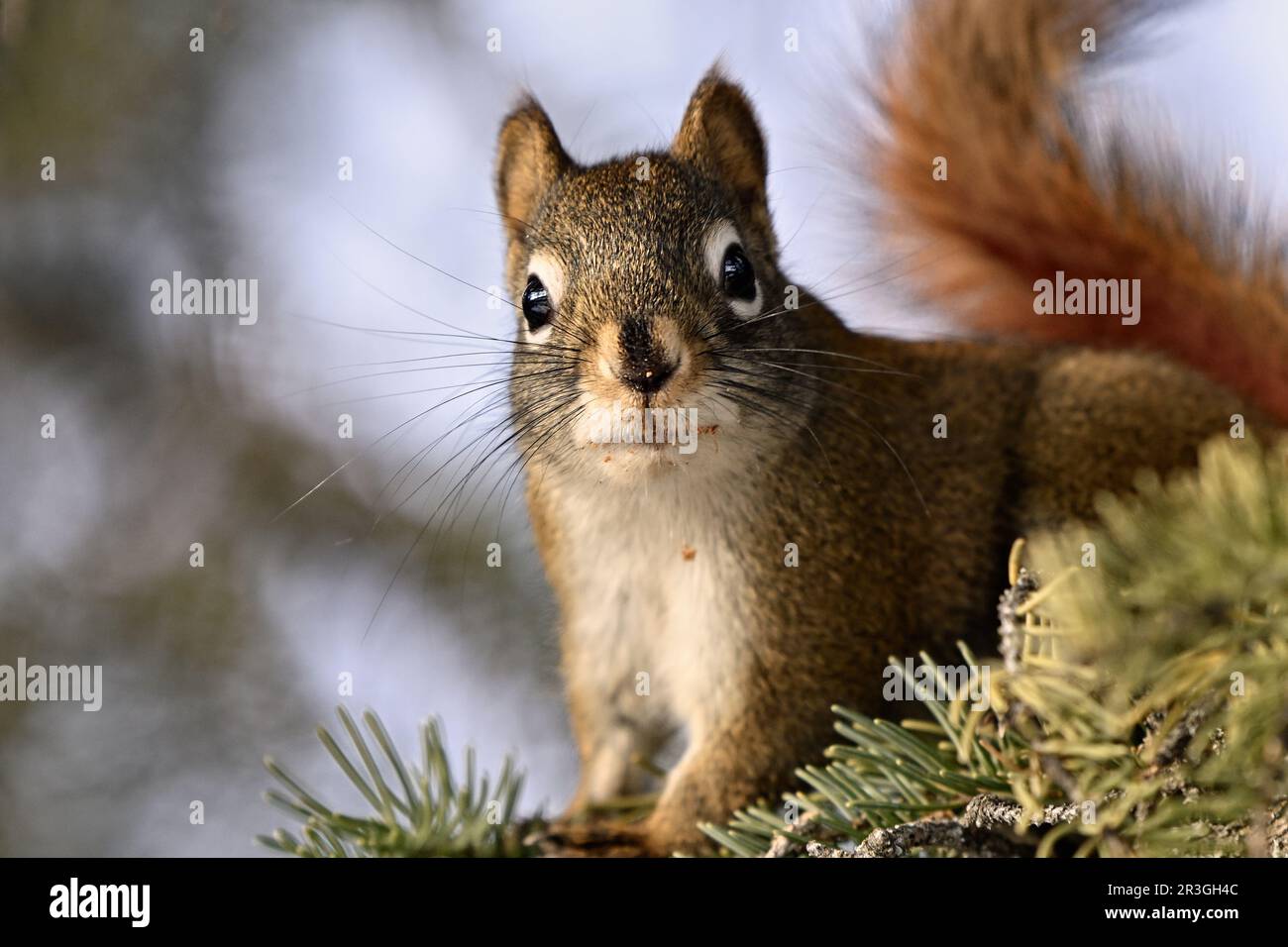 A wild red squirrel, Tamiasciurus hudsonicus; alert and looking forward Stock Photo