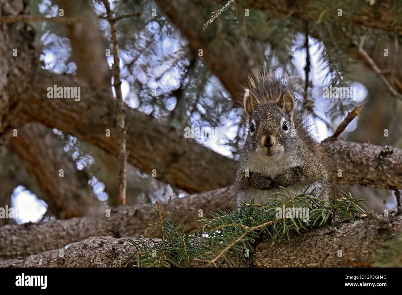 A wild red squirrel sitting watching from a branch in his home tree Stock Photo