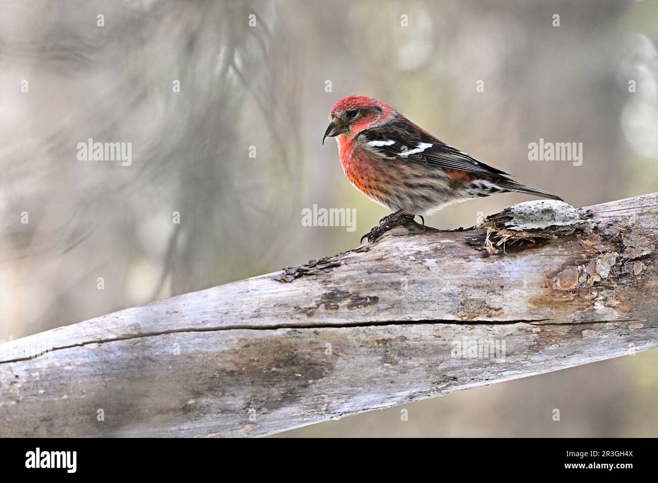 A male White-winged Crossbill 'Loxia leucoptera', perched on a dead fallen tree in a woodland habitat in rural Alberta Canada. Stock Photo