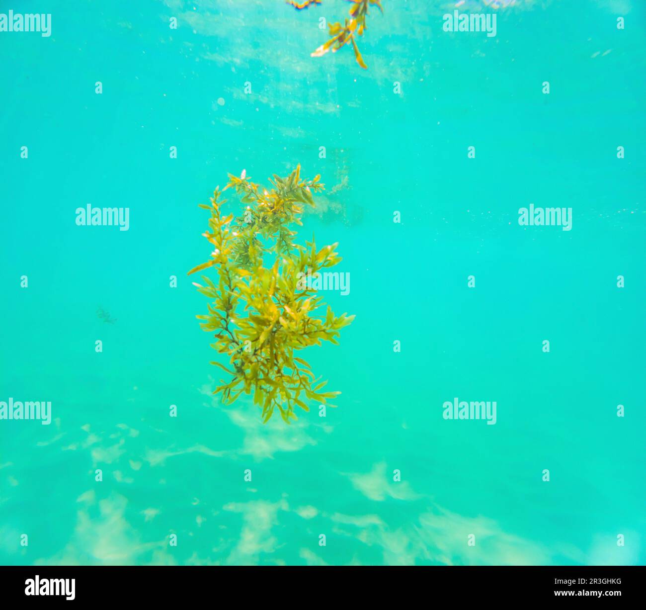 Closeup underwater shot of brown Sargassum algae floating at surface of shallow tropical sea