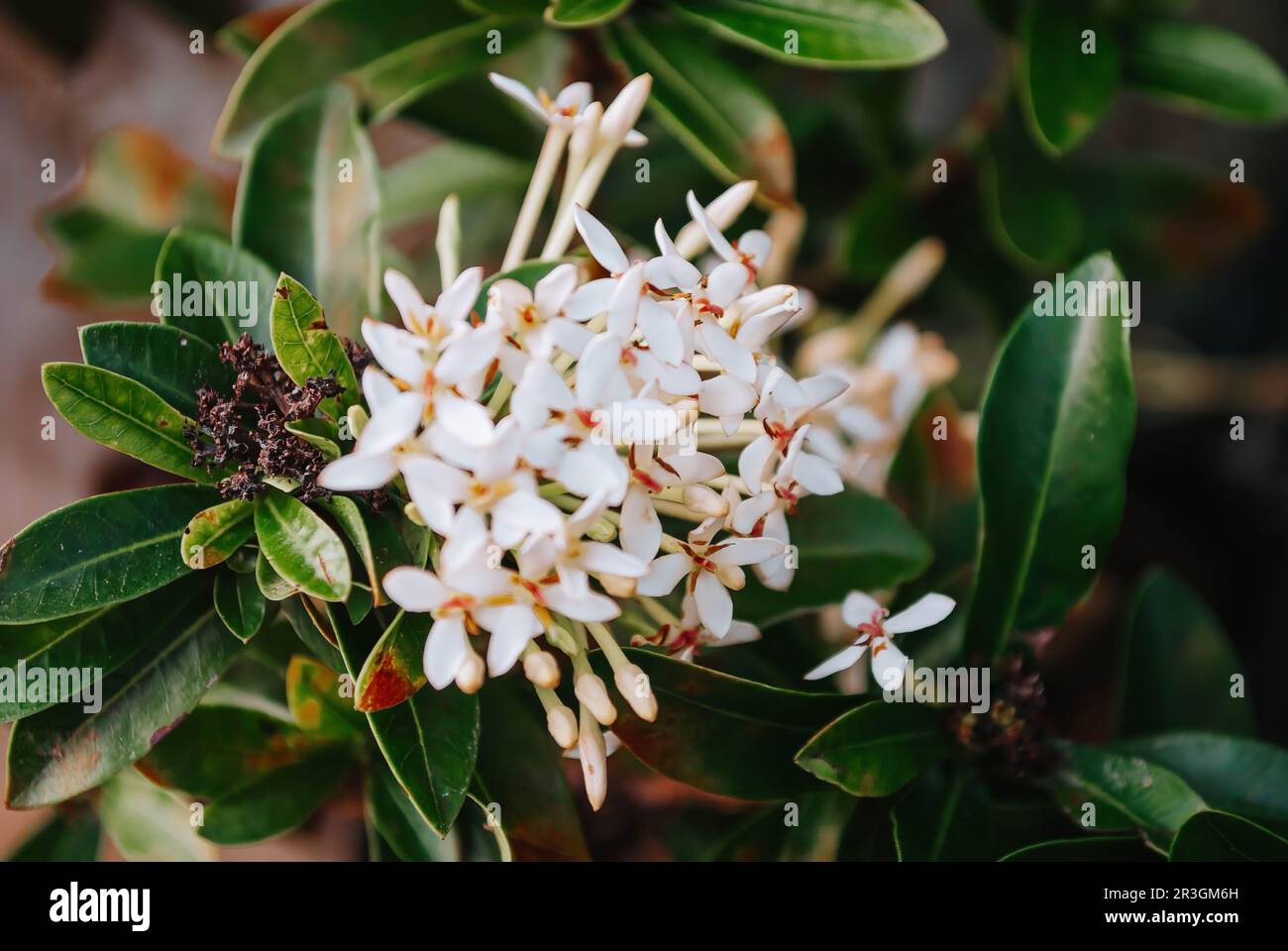 An Acokanthera or usually known as West Indian Jasmine flowers with bokeh or blurred foreground and background Stock Photo