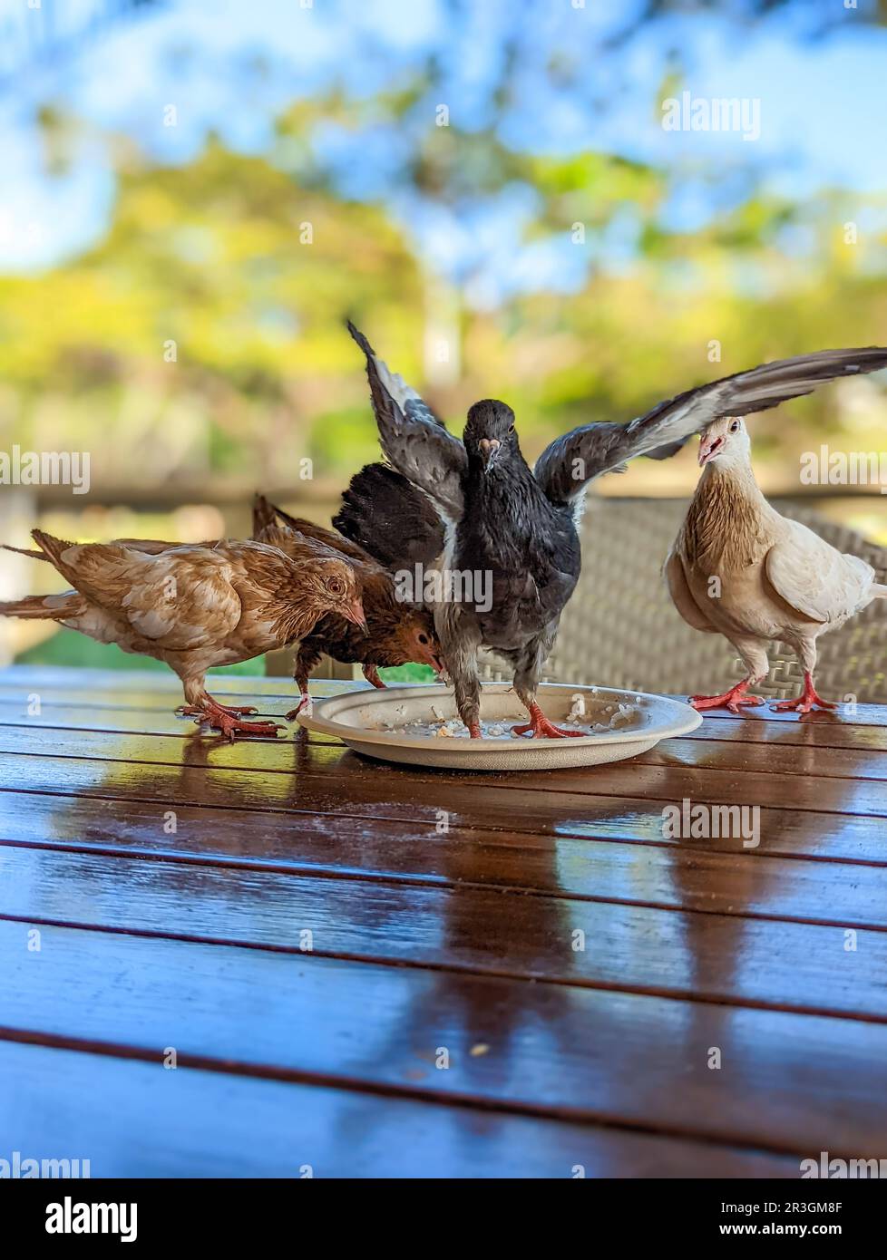 Pigeons eating food at restaurant in hawaii Stock Photo