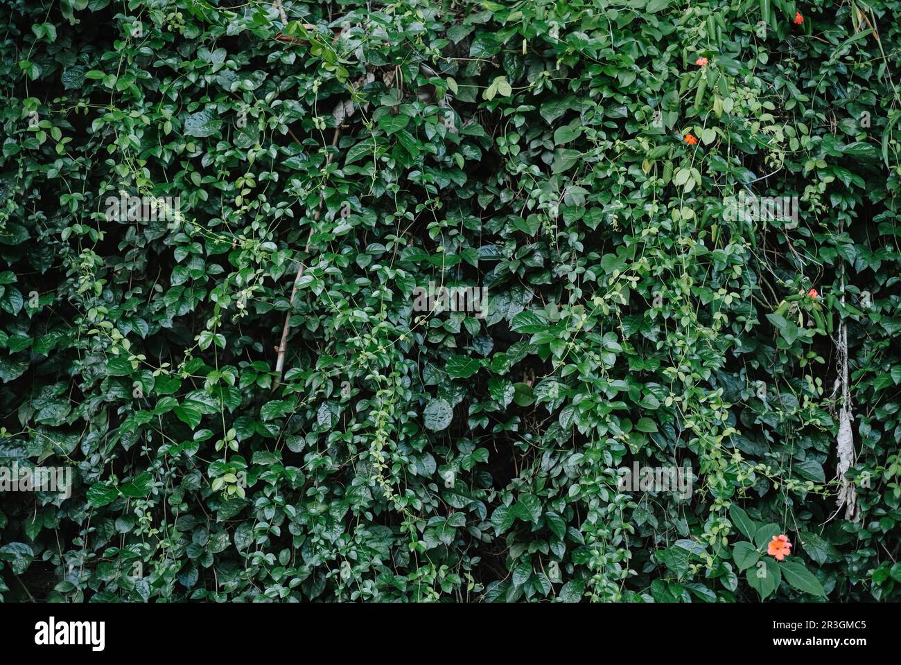 Green wall texture background aesthetic hi-res stock photography and
