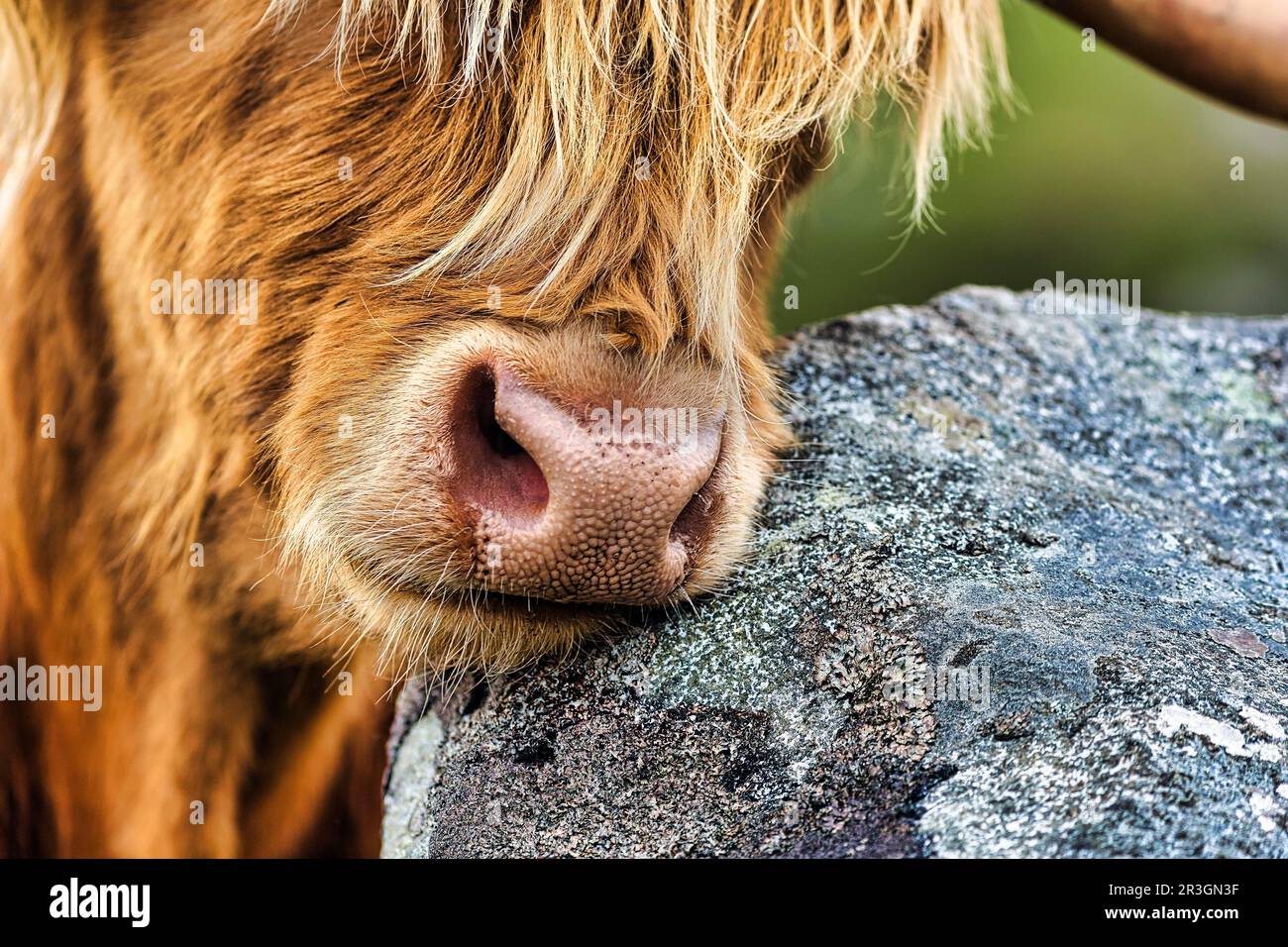 Scottish Highland Cattle (Bos primigenius f. taurus), Highland Cattle or Kyloe, close-up, Isle of Lewis and Harris, Outer Hebrides, Hebrides Stock Photo
