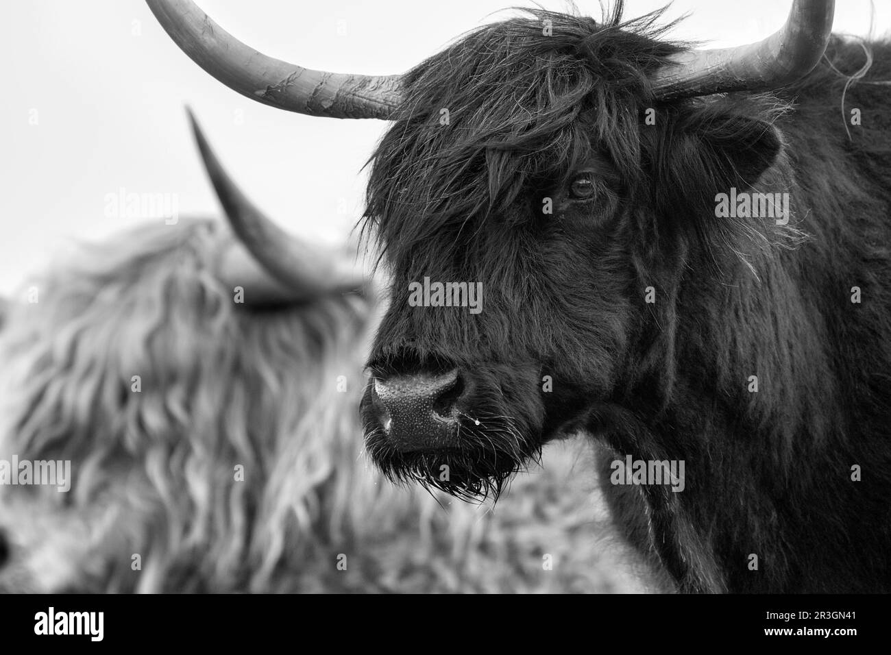 Scottish Highland Cattle (Bos primigenius f. taurus), Highland Cattle or Kyloe, black, head picture, monochrome, Isle of Lewis and Harris, Outer Stock Photo