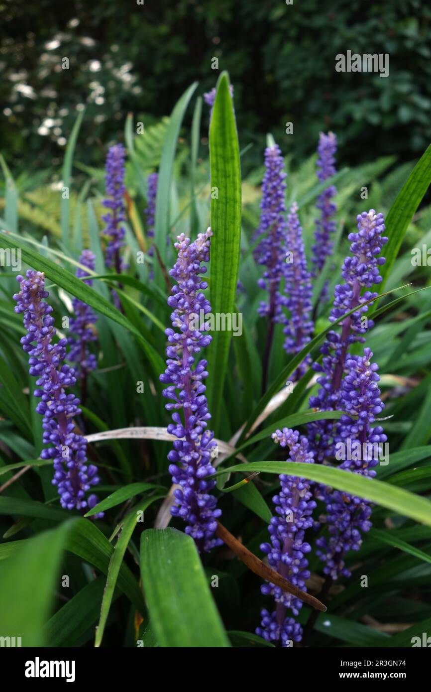 Blue Grape Lily Stock Photo