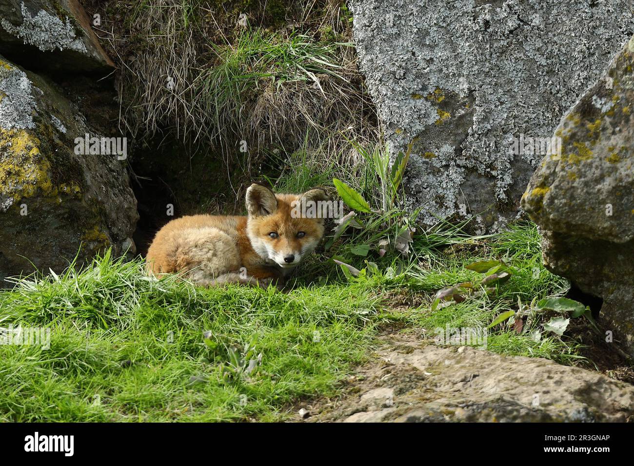 Pup in front of the den hi-res stock photography and images - Alamy