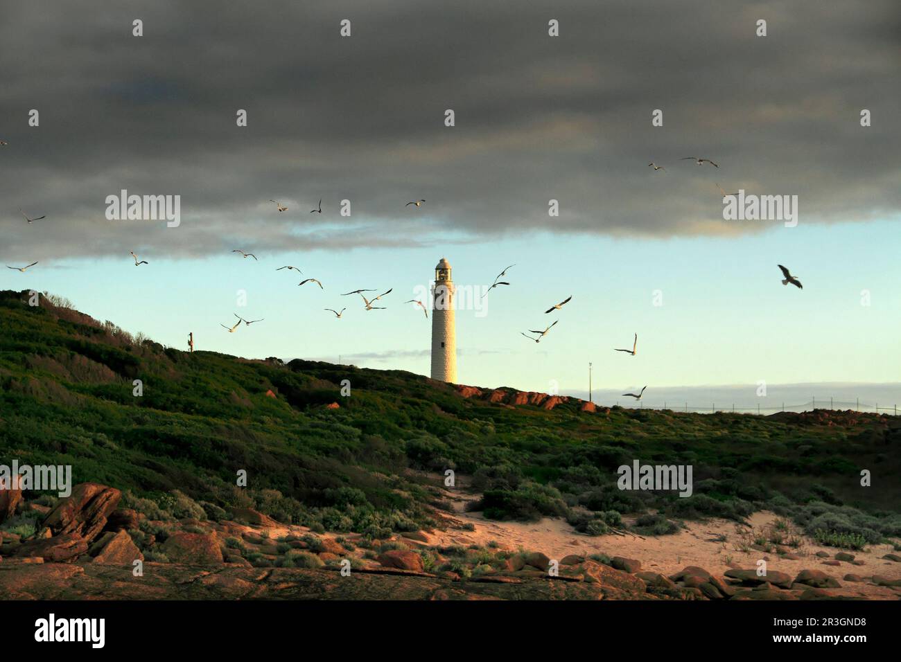 Seagulls flying near the Cape Leeuwin Lighthouse, Augusta, Southwest Australia Stock Photo