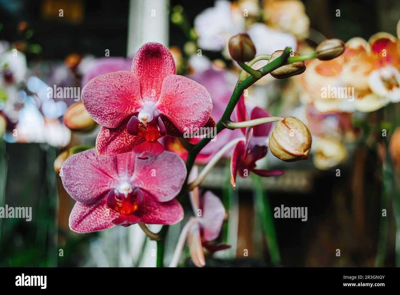 A Doritaenopsis or Purple Moon Orchid flower with bokeh or blurred background. Soft focus or unfocused. Stock Photo