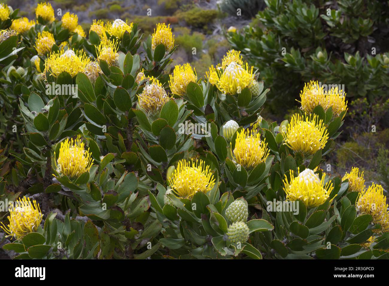 Blooming Pincushion Protea (Leucospermum species), Table Mountain National Park, Cape Town, South Africa Stock Photo