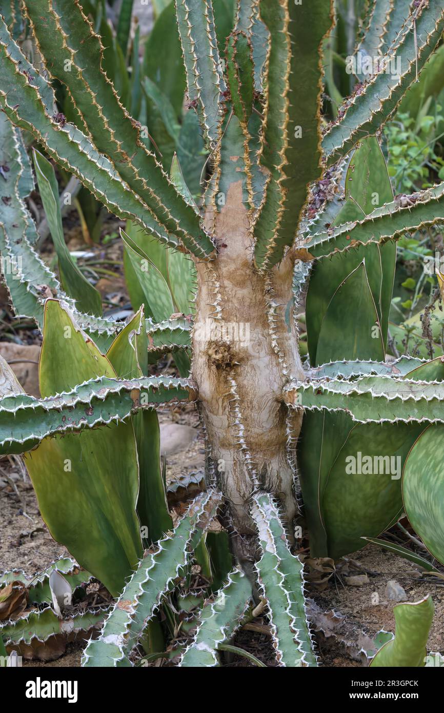 sansevieria star canyon Sansevieria 'Star Canyon Granite' – Secret Garden Plant Shop main image 0