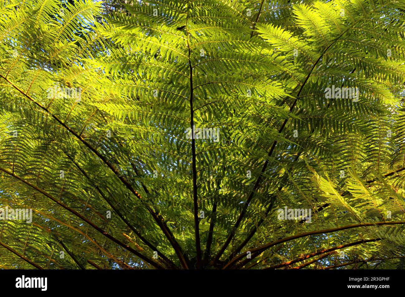 Common Tree Fern (Cyathea dregei), Kirstenbosch, Cape Town, South Africa Stock Photo