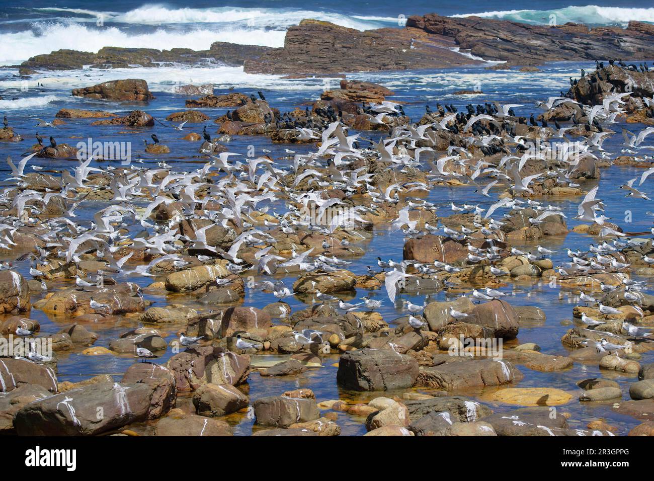 Cape of Good Hope, Flock of Great Crested-Terns (Thalasseus bergii), Cape Town, South Africa Stock Photo