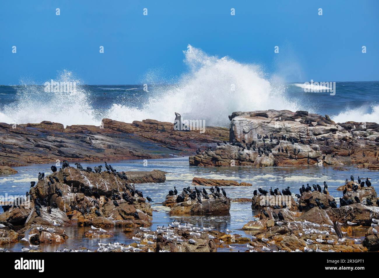 Cape of Good Hope, Cape Cormorants (Phalacrocorax capensis), Great Crested-Terns (Thalasseus bergii) and Cape fur seals (Arctocephalus pusillus) Stock Photo